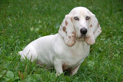 Basset Hound Dog Picture