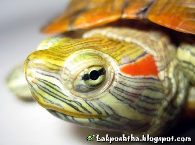 لاک پشت گوش قرمز من