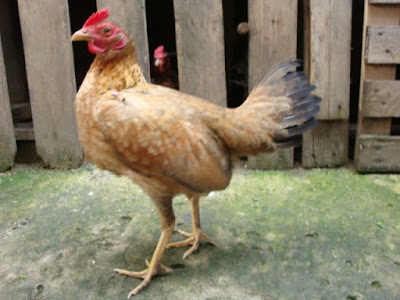 Gallina de combate amarilla