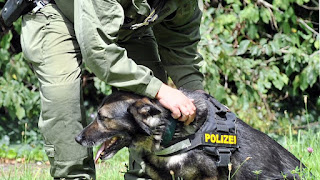 cão treinado para farejar corpo humano