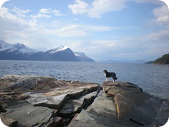 A random dog