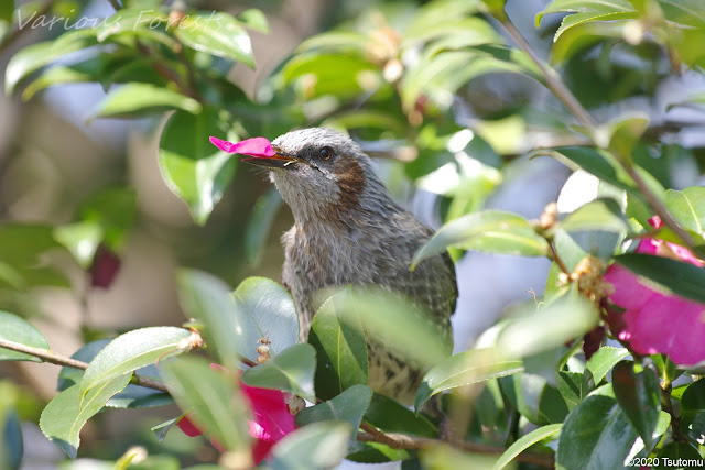 Bulbul 