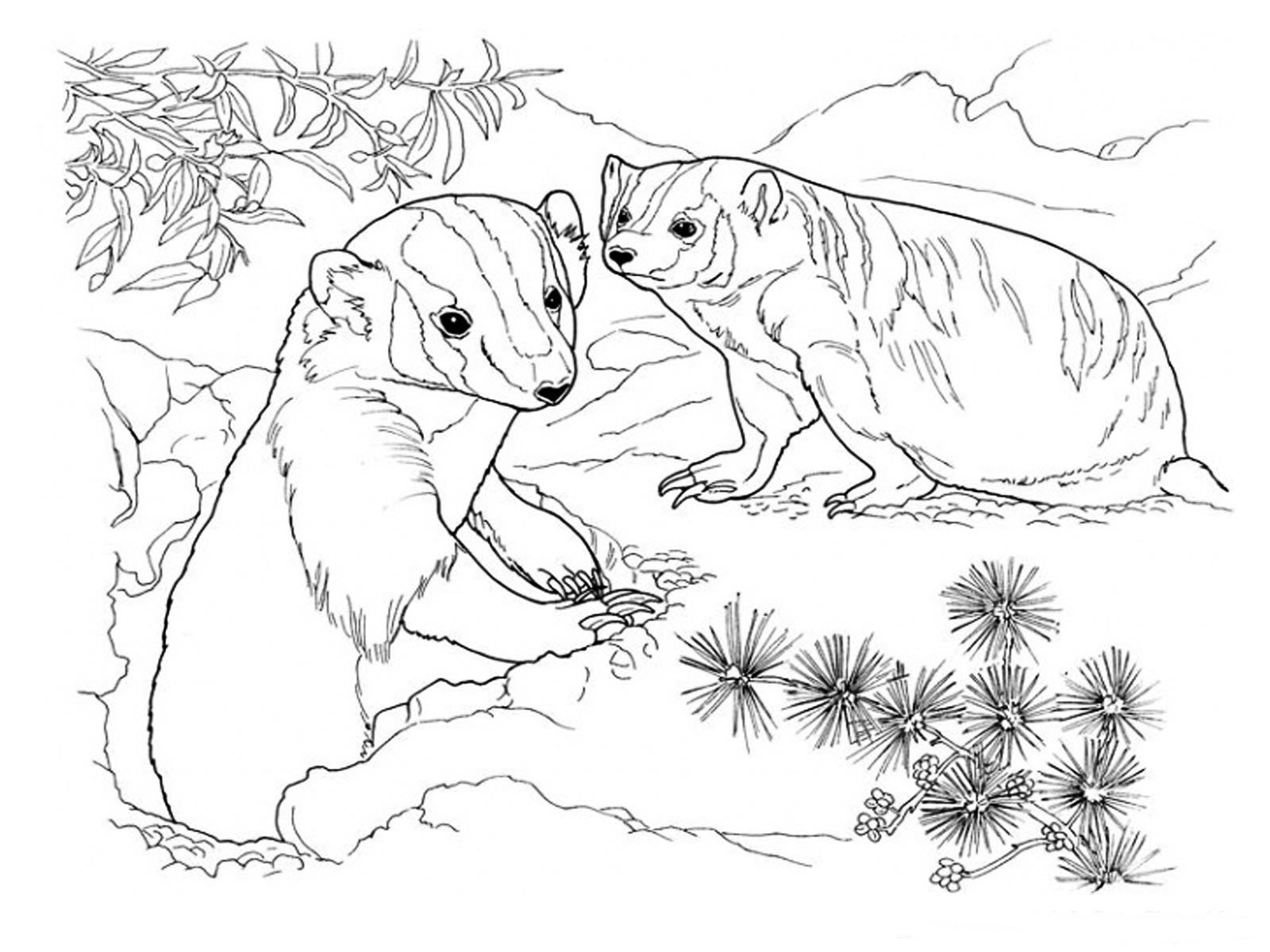 Badger Coloring Pages Realistic | Realistic Coloring Pages