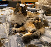 Calico cat on top of a fleece blanket.