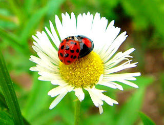 Fauna, Flora, Tiere, Vögel, Fische, Insekten, Blumen, Bäume, Berge, Meer, Ozean, Natur, Sonne, Mond, animals, birds, fish, insects, flowers, trees, mountains