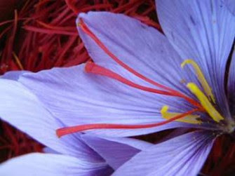 Saffron, Rempah Rempah Termahal Di Dunia [ www.BlogApaAja.com ]
