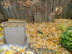 Greenwood-Coxwell Toronto Fall Cleanup Before by Paul Jung Gardening Services--a Toronto Organic Gardener