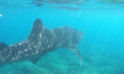 Nadando con el Tiburón Ballena en Dhigurah, Maldivas.