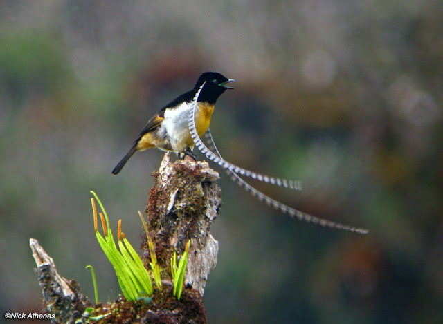 Bird-Of-Paradise, King Of Saxony, Pteridophora alberti.