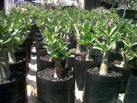  Kamboja  Jepang atau Adenium Jual Pohon Adenium Murah 