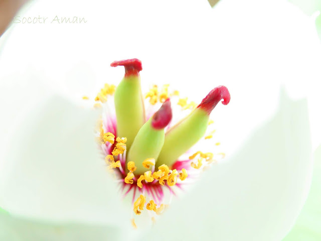 Paeonia japonica