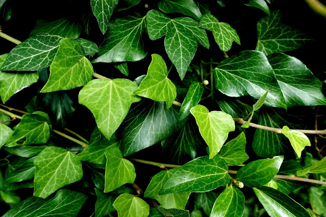 Kletterpflanze Efeu im Garten