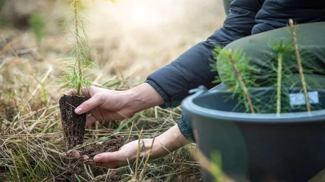 Los árboles: Aliados claves en la lucha contra el cambio climático