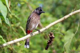 Red-vented Bulbul- Birds of India