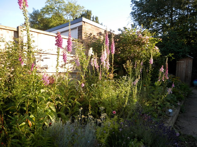 Diary of a UK permaculture (ish) garden by UK garden blogger secondhandsusie.blogspot.com #gardenblogger #ukpermaculture #suburbanpermaculture #raisedbedgarden #frontgardenallotment