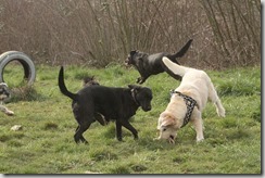 IMG_3109