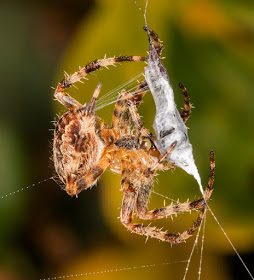 Garden Spider, Araneus diadematus.  West Wickham Common, 1 October 2015