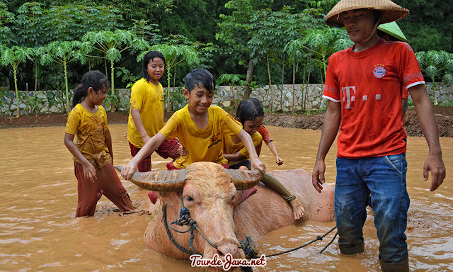 bermain di sawah dan kerbau di dkandang