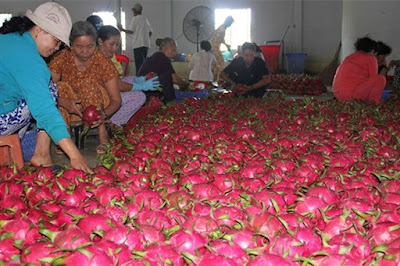 Exporting dragon fruit - big orders - Dragon Fruit Export Company VietNam