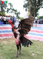 gambar ayam vietnam menang festival