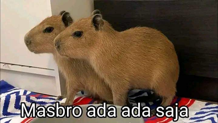 Mentahan Meme Lucu Kapibara