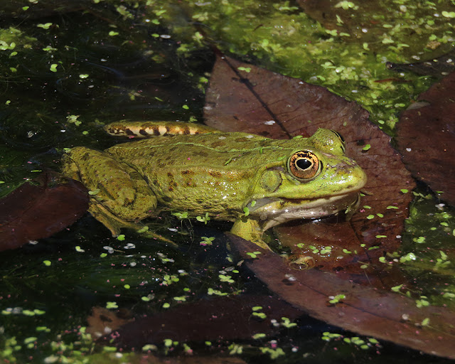 Frog pond, Orto botanico (Botanical garden), Via Ghini, Pisa