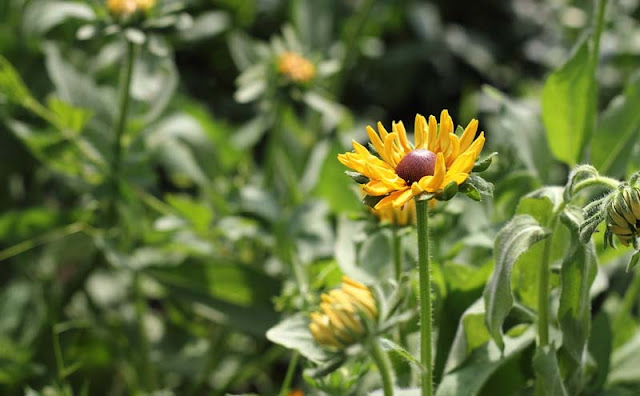 Rudbeckia Hirta Flowers Pictures