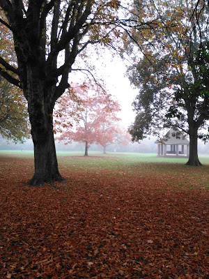 Horse Chestnut leaves carpeting Florence Park