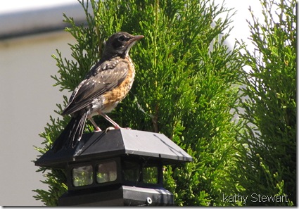 Young robin