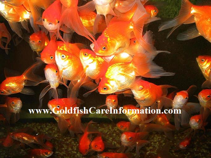 goldfish plant care. Now that your goldfish have