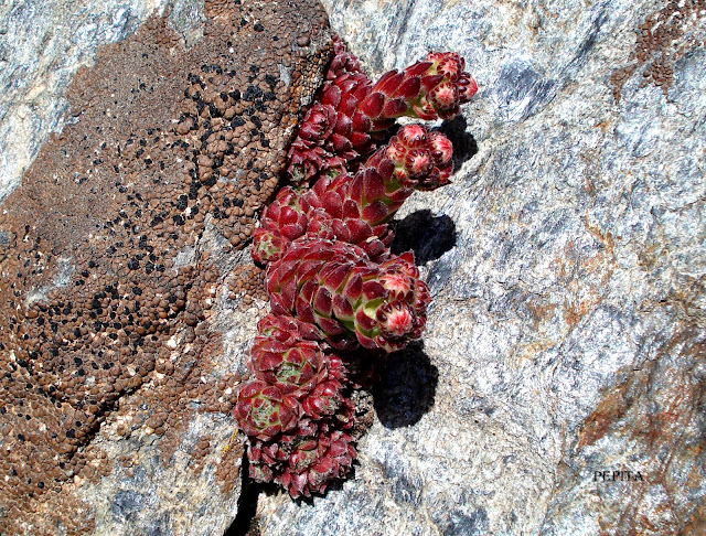 Foto flores Siempre viva de la sierra Sempervivum . Sierra Nevada