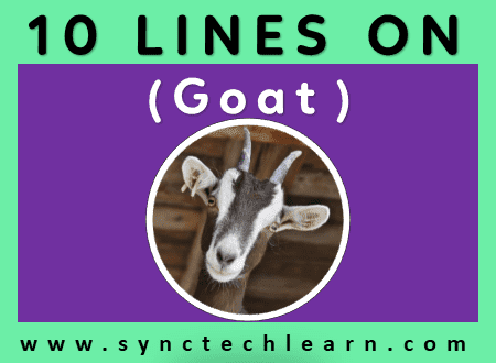 short essay on Goat