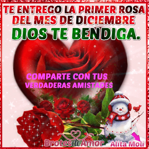 Brotes de Amor: PRIMER ROSA DEL MES DE DICIEMBRE