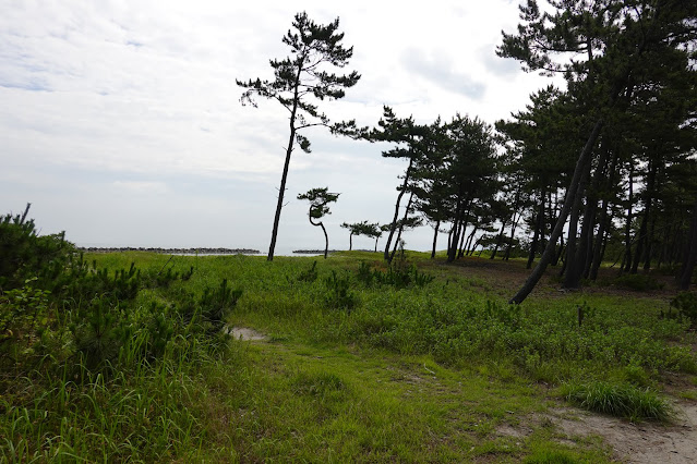 鳥取県米子市両三柳　松林