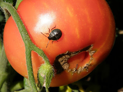 Tomato Bugs