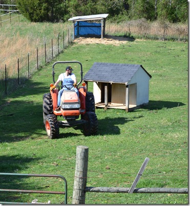 seeds and cow pics 026
