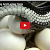 Snake Breed Mating And Laying Eggs