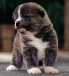 Akita Inu Puppy