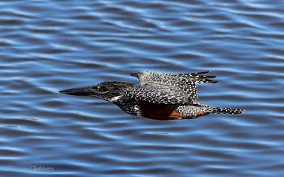 Giant Kingfisher in Flight at Woodbridge Island, Cape Town