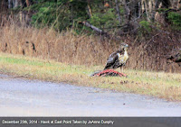 Red-tailed Hawk – East Point, PEI – © JoAnne Dunphy – Dec. 23, 2014