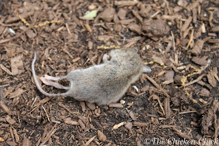 Rodents can be eliminated from the chicken coop and run with a variety of techniques that are safe for use around chickens.