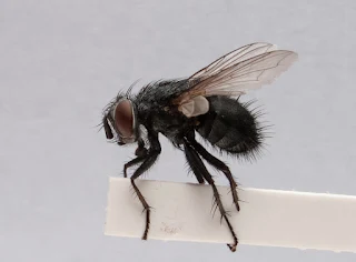 Tachinidae
