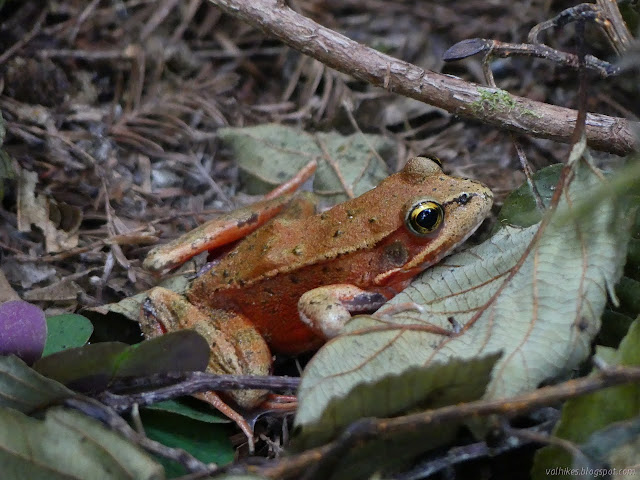 northern red legged frog