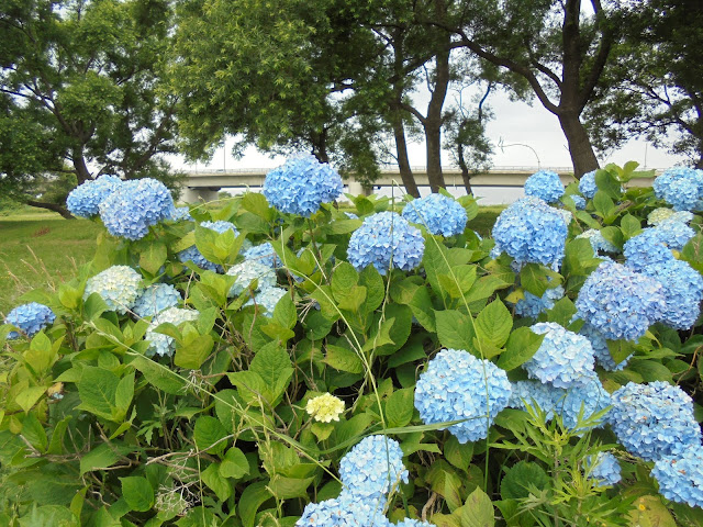 日野川の日吉津公園で