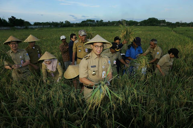 Anies Baswedan Invites Students to Get Involved in Planting Rice Next Month