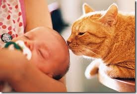 bebes-y-gatos