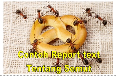 Contoh Teks Report tentang semut  dan terjemahannya 