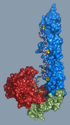 3D structure of the LytC enzyme