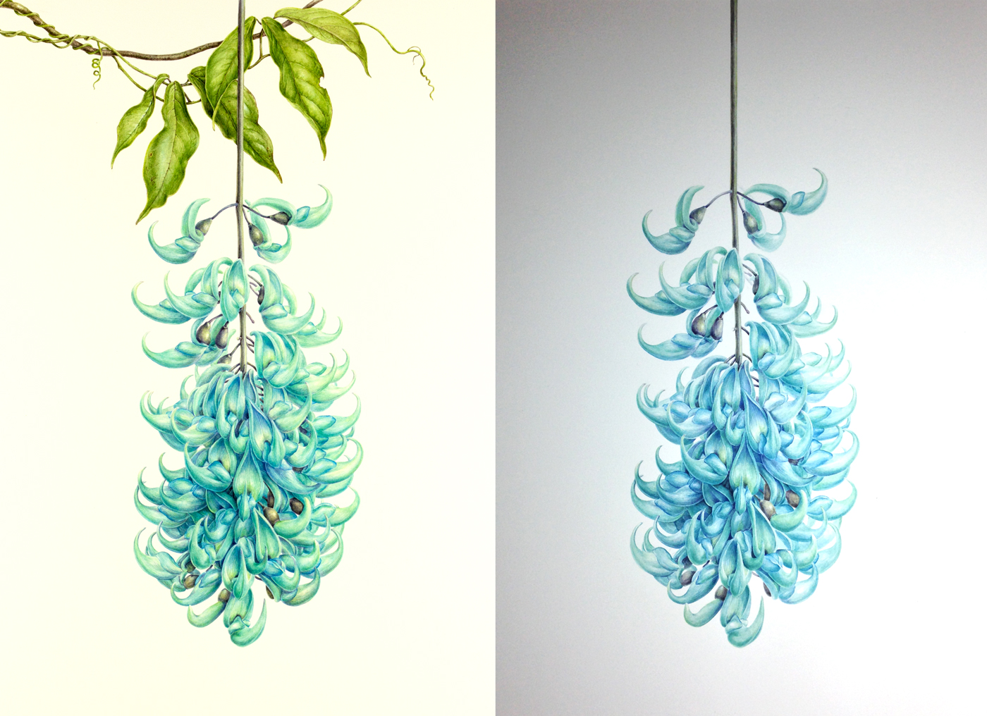 Jade vine painting photograph comparison