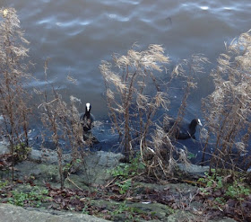 picture of two coots 